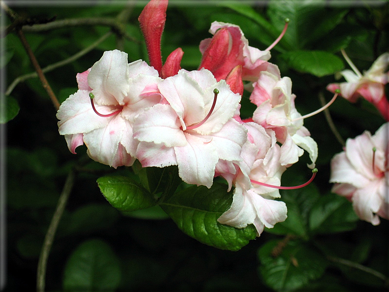 foto Fiori e Animali